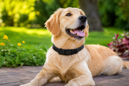 Reflective Adjustable Dog Collar – Nylon With Quick-Release